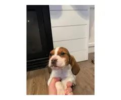 2 beautiful female beagles up for adoption - 6