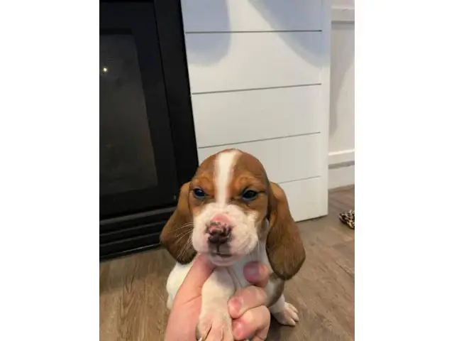 2 beautiful female beagles up for adoption - 7/8