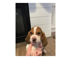 2 beautiful female beagles up for adoption - 7