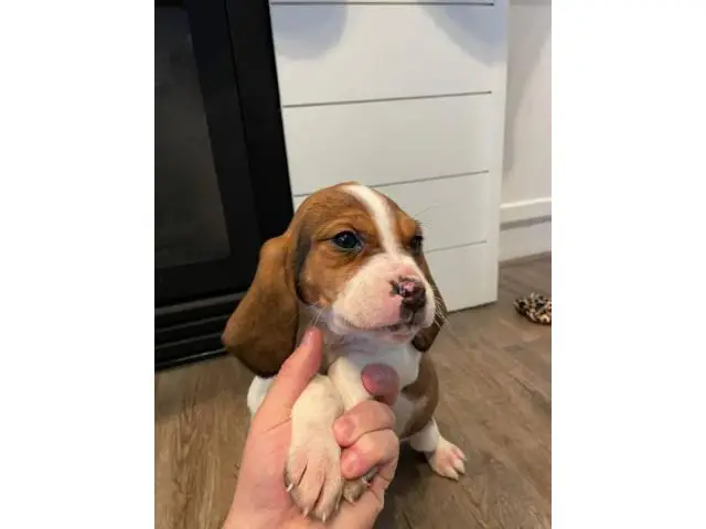2 beautiful female beagles up for adoption - 8/8