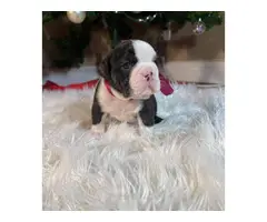AKC English Bulldog Puppies for Sale