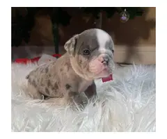 AKC English Bulldog Puppies for Sale - 12