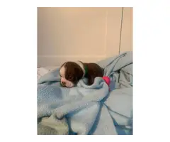2 Male Boston Terrier Puppies for Sale