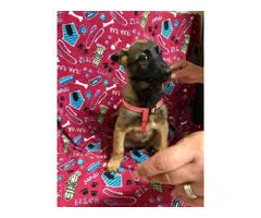5 K9 Belgian Malinois Puppies for Sale - 2