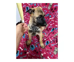 5 K9 Belgian Malinois Puppies for Sale - 4