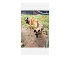 5 K9 Belgian Malinois Puppies for Sale - 7