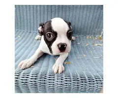 Purebred Boston Terrier puppy for sale