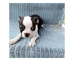 Purebred Boston Terrier puppy for sale