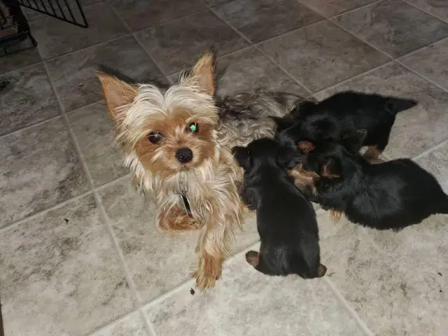 3 purebred Yorkshire terrier puppies for sale - 1/4