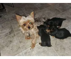 3 purebred Yorkshire terrier puppies for sale