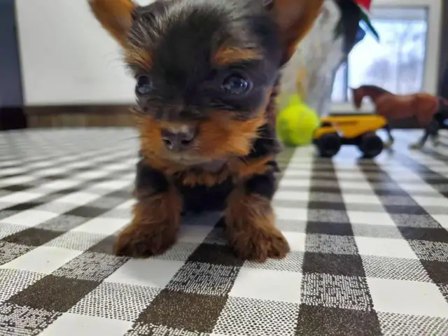 3 purebred Yorkshire terrier puppies for sale - 2/4
