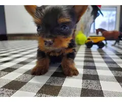 3 purebred Yorkshire terrier puppies for sale - 2