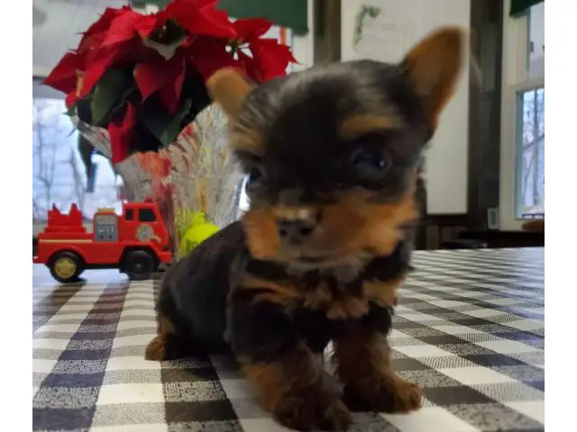 3 purebred Yorkshire terrier puppies for sale - 3/4