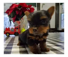 3 purebred Yorkshire terrier puppies for sale - 3