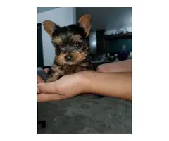 3 purebred Yorkshire terrier puppies for sale - 4