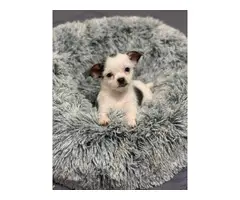 3 month old Chihuahua puppies for sale - 3