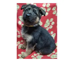 6 German Shepherd puppies for sale