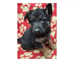 6 German Shepherd puppies for sale - 2