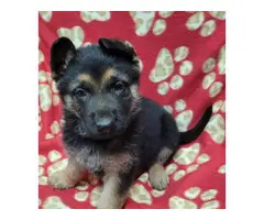 6 German Shepherd puppies for sale - 3