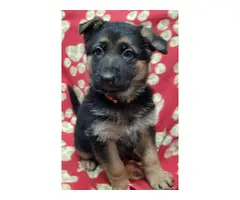 6 German Shepherd puppies for sale - 4