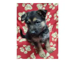 6 German Shepherd puppies for sale - 6