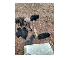 4 black purebred Chow Chow puppies