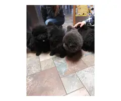 4 black purebred Chow Chow puppies - 3