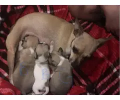 3 Deerhead Teacup Chihuahua Puppies