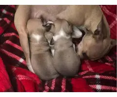 3 Deerhead Teacup Chihuahua Puppies - 2