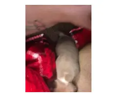 3 Deerhead Teacup Chihuahua Puppies - 3