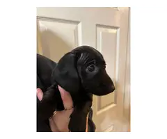 2 Male Mini Dachshund Puppies for Sale