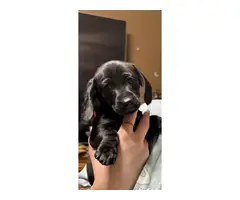 2 Male Mini Dachshund Puppies for Sale