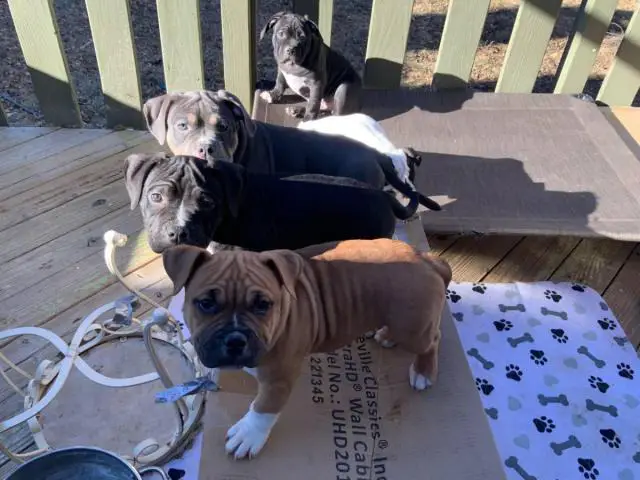 4  ABKC American Bully Puppies for Sale - 1/6