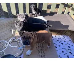 4  ABKC American Bully Puppies for Sale