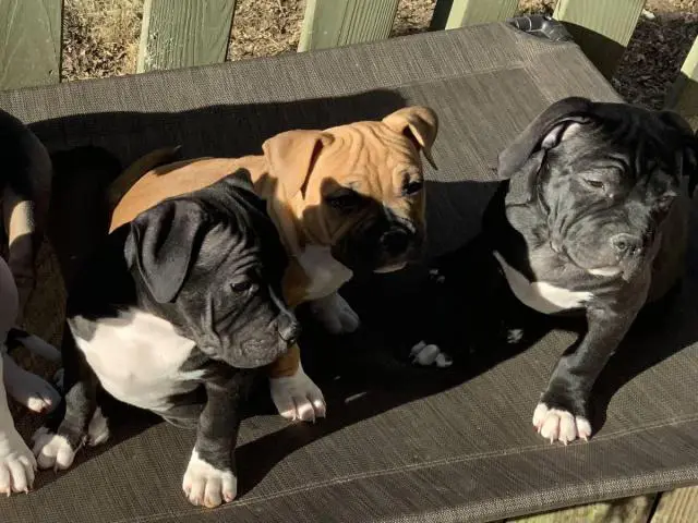 4  ABKC American Bully Puppies for Sale - 3/6