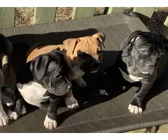4  ABKC American Bully Puppies for Sale - 3