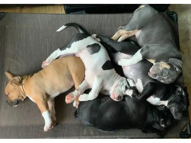 4  ABKC American Bully Puppies for Sale - 5/6
