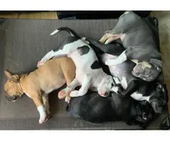 4  ABKC American Bully Puppies for Sale - 5