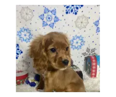 English Cocker Spaniel Puppies for Sale - 3
