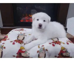 Beautiful White Shepsky Puppies for Sale