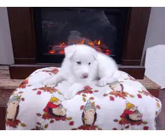 Beautiful White Shepsky Puppies for Sale - 2