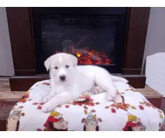 Beautiful White Shepsky Puppies for Sale - 4