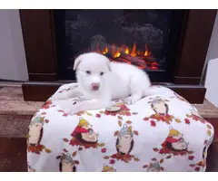 Beautiful White Shepsky Puppies for Sale - 5
