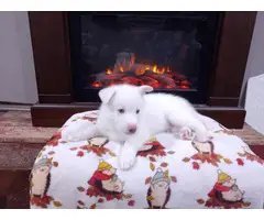 Beautiful White Shepsky Puppies for Sale - 6
