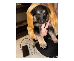 6 weeks old full-blooded German Shepherd puppies for sale - 2