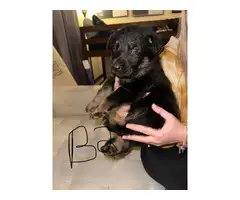 6 weeks old full-blooded German Shepherd puppies for sale - 6