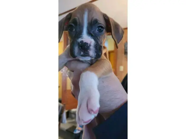 Pure bred boxer puppies - 1/5
