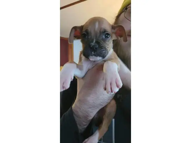Pure bred boxer puppies - 2/5