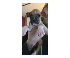 Pure bred boxer puppies