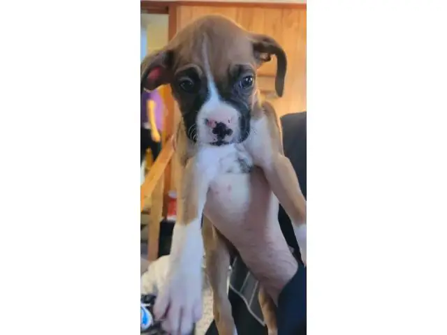 Pure bred boxer puppies - 3/5